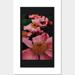 Pink Peony Flower Study 2 Posters and Art